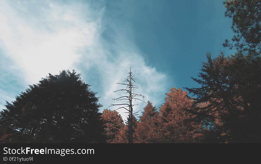 Forest trees from a low angle and the sky in the background.