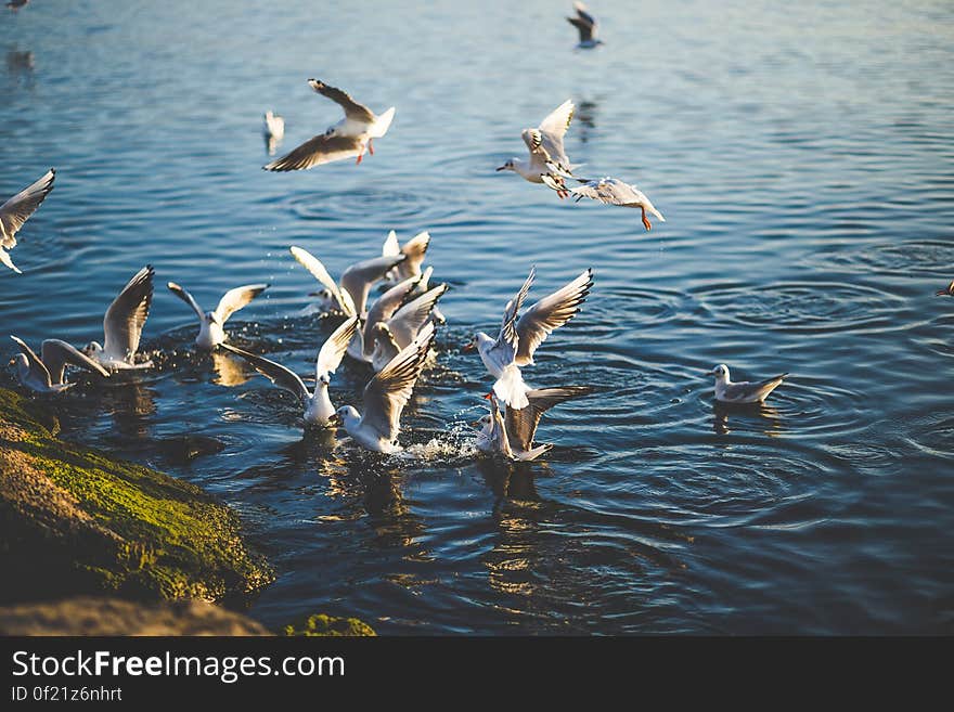 Flock of Birds Flying and Diving over Water during Daytime