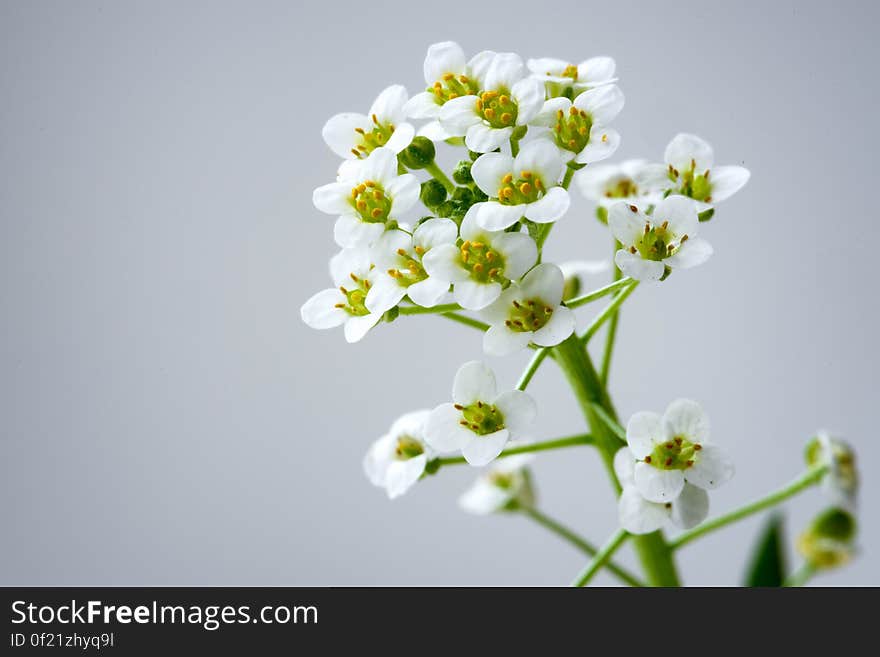 Lobularia maritima. Lobularia maritima