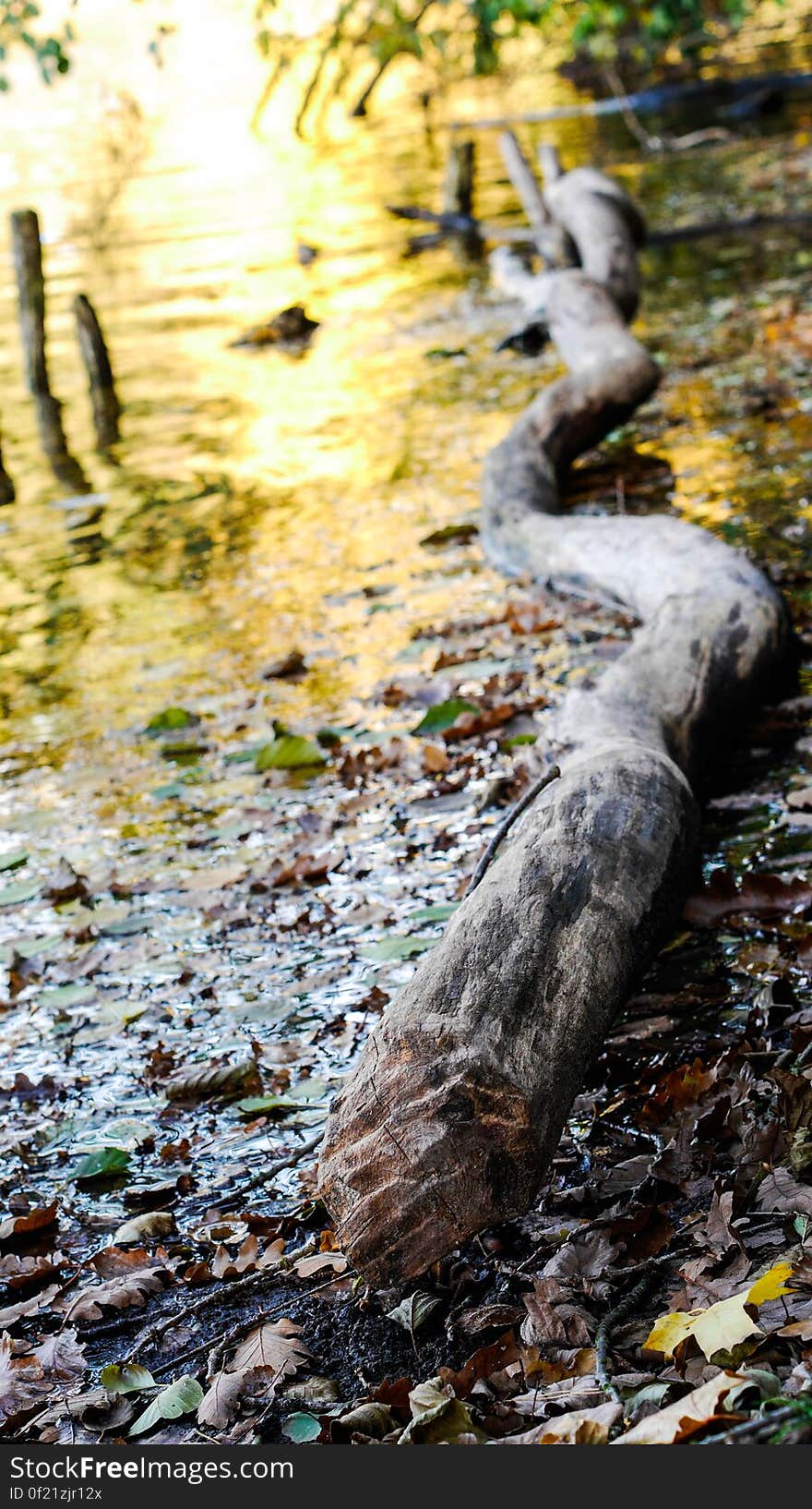 autumn walk