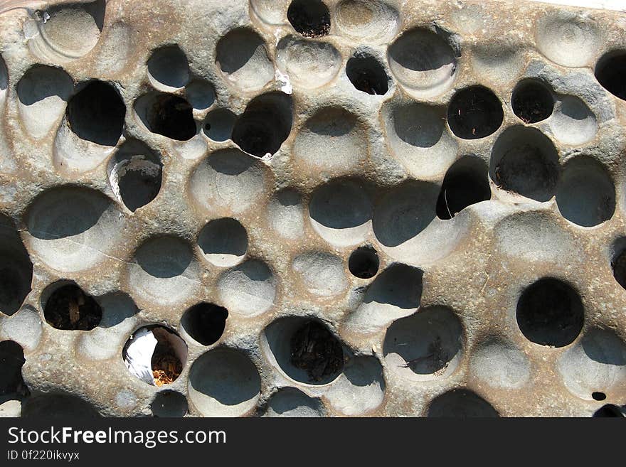 rock with little holes