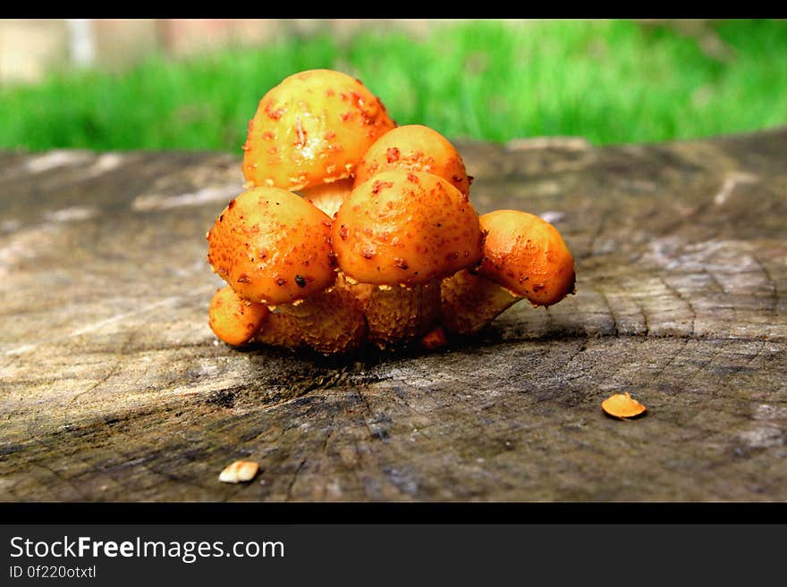 Mushrooms growing on a tree stump. Mushrooms growing on a tree stump.