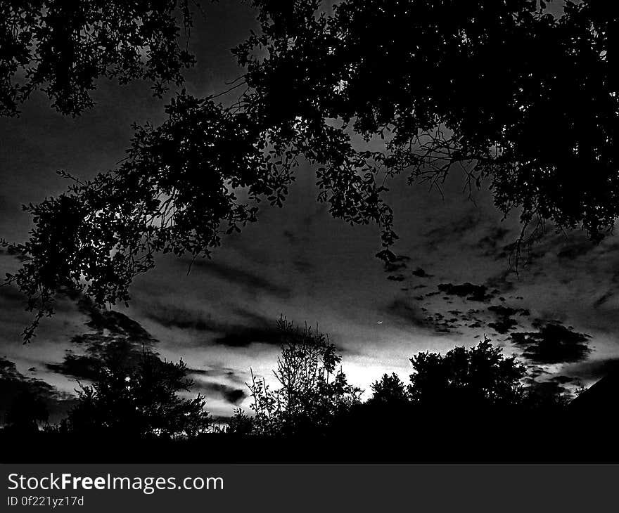 Silhouette of tree branches against cloudy skies at night in black and white. Silhouette of tree branches against cloudy skies at night in black and white.