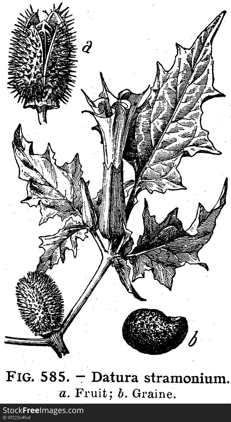 datura