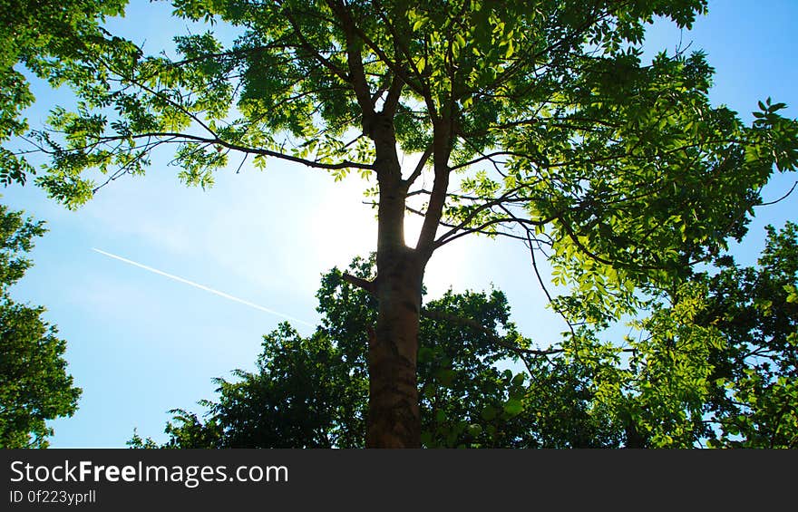 Sun behind the Tree