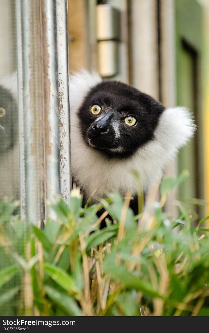 Black and white Ruffed Lemur