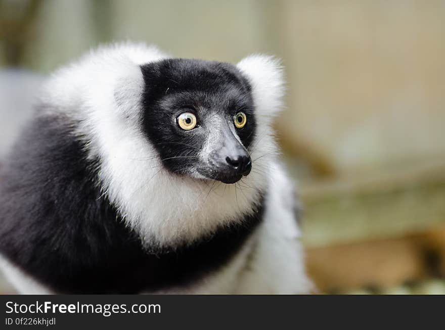 Black and white Ruffed Lemur