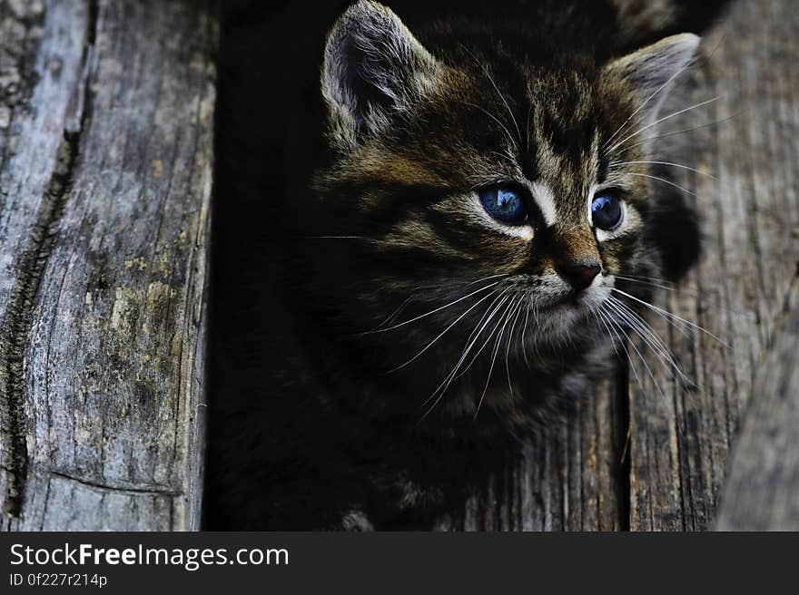 A portrait of a tabby kitten with blue eyes lurking from a wooden shelter. A portrait of a tabby kitten with blue eyes lurking from a wooden shelter.