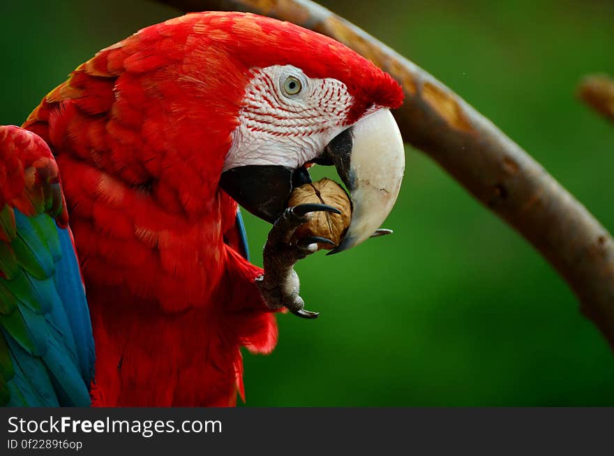 Red White Blue and Green Parrot Bird