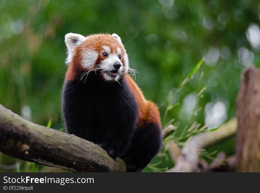 Red Panda