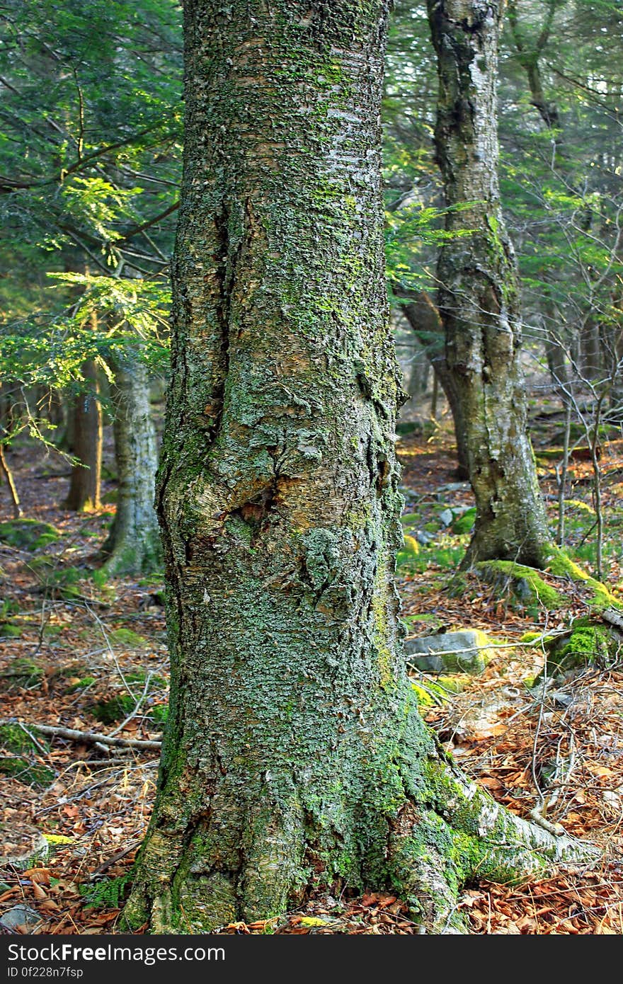 Large, old, moss-covered yellow birch &#x28;Betula alleghaniensis&#x29; along the West Fork Lehigh River, Wayne County, within State Game Land 312. I&#x27;ve licensed this photo as CC0 for release into the public domain. You&#x27;re welcome to download the photo and use it without attribution. Large, old, moss-covered yellow birch &#x28;Betula alleghaniensis&#x29; along the West Fork Lehigh River, Wayne County, within State Game Land 312. I&#x27;ve licensed this photo as CC0 for release into the public domain. You&#x27;re welcome to download the photo and use it without attribution.