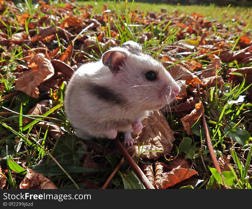 My sweetest Erin sniffing around outside. My sweetest Erin sniffing around outside.