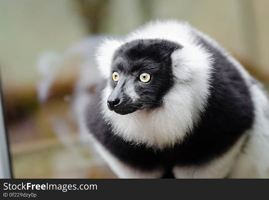 Black and white Ruffed Lemur