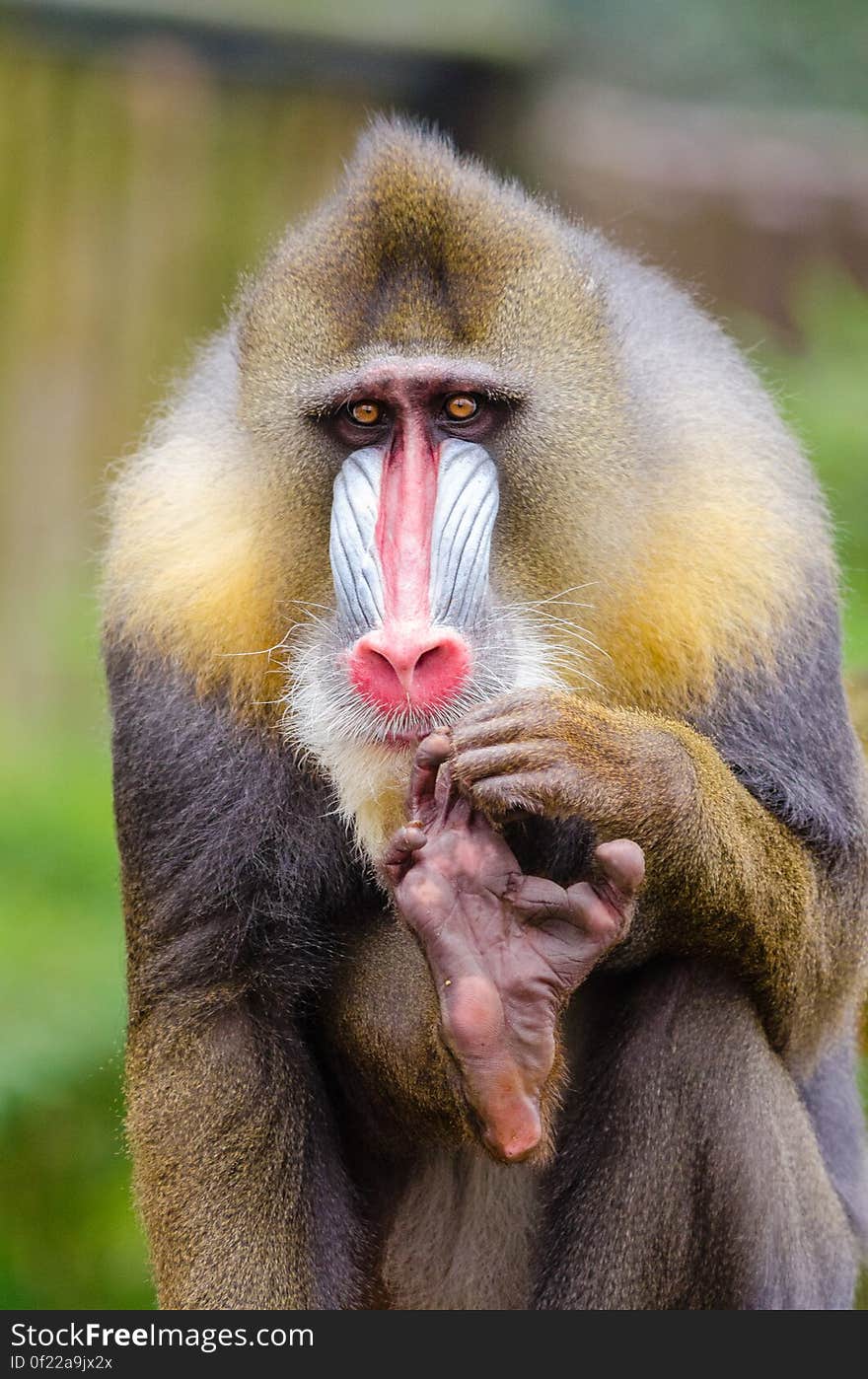 Mandrill Pedicure