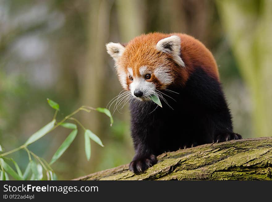 Red Panda