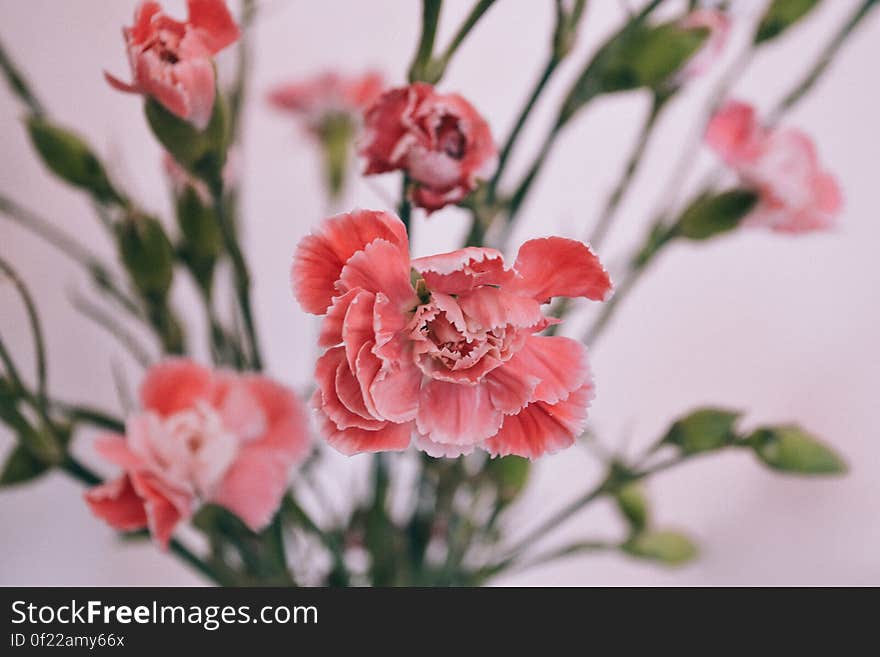 A close up of a bunch of pink flowers on a white background.