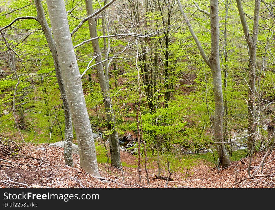 At the Montseny mountain, Spain. At the Montseny mountain, Spain.