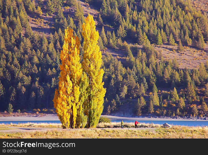 A tall cypress tree and people beside it, a river and a hill covered in cypress in the background.