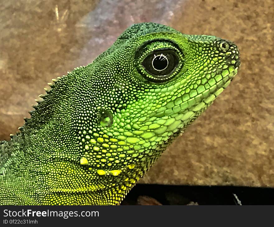 Close up profile of green lizard on rocks.