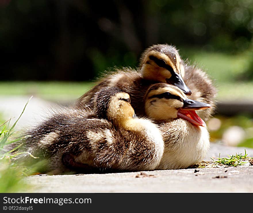 Little quaker.