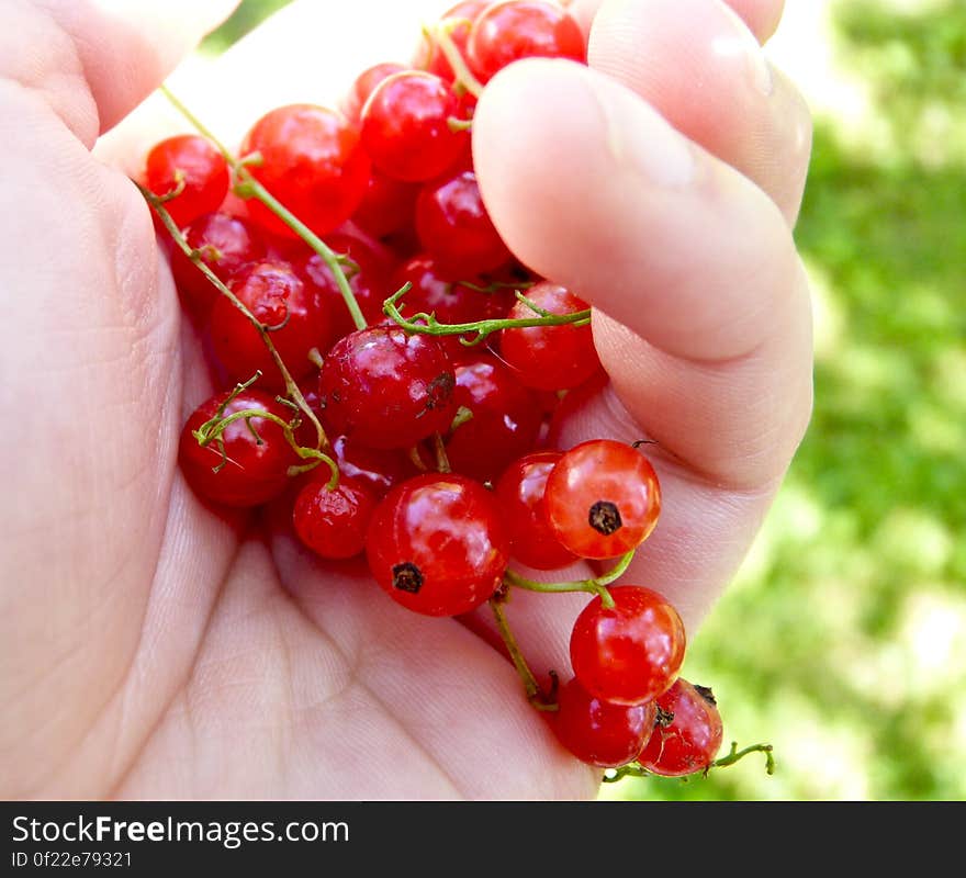 red currant. red currant.