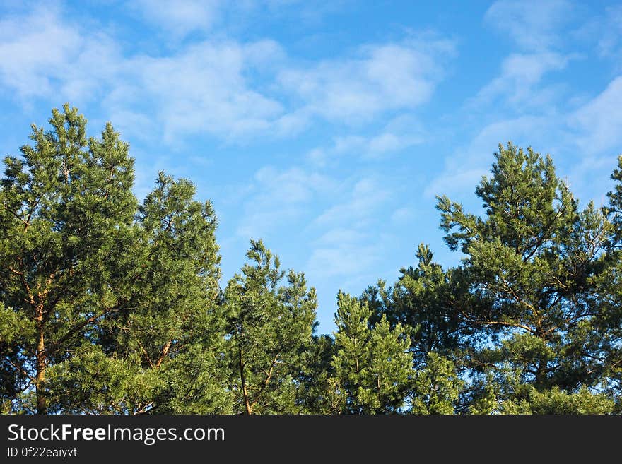 Spruce trees and blue sky in the background.