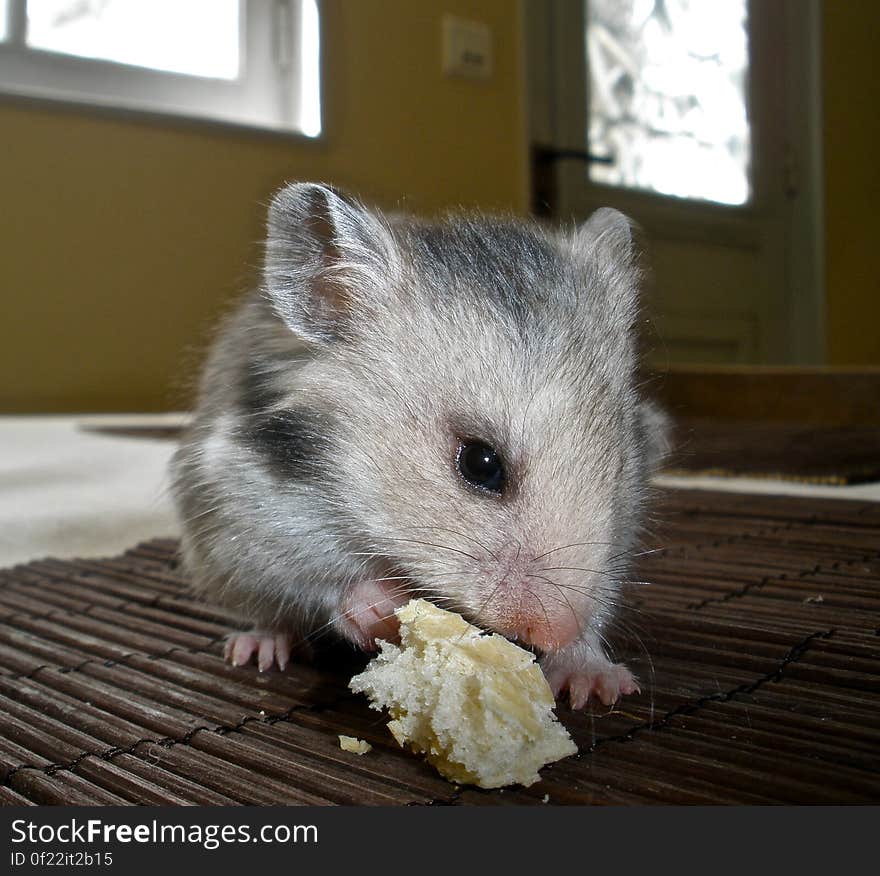 She wasn&#x27;t crazy about it. I have yet to figure out what her favorite food is. Erin is my new hammy girl. To know how I got her you can read this: hamsterhideout.com/forum/index.php?showtopic=65722&amp;st. She wasn&#x27;t crazy about it. I have yet to figure out what her favorite food is. Erin is my new hammy girl. To know how I got her you can read this: hamsterhideout.com/forum/index.php?showtopic=65722&amp;st...