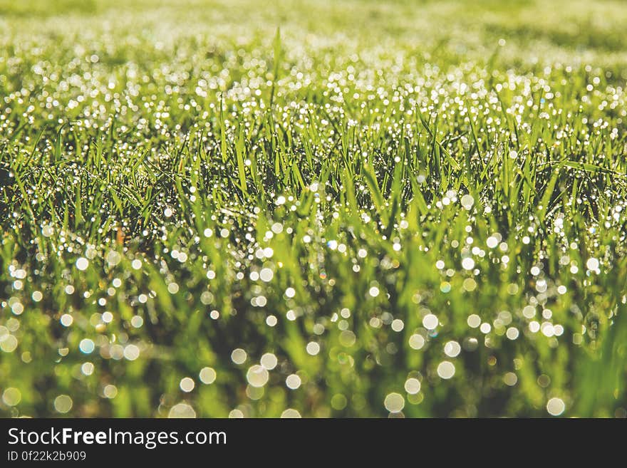 Dew drops glistening on field of green grass. Dew drops glistening on field of green grass.