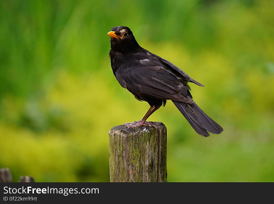 Black Bird Perched on Brown Wooden Pedestal Closeup Photography during Daytime