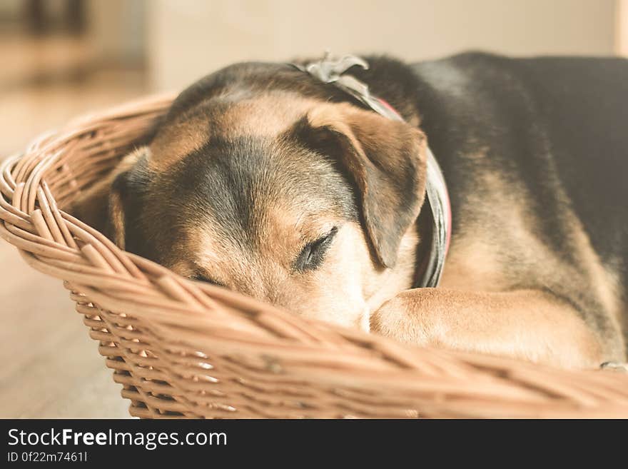 A dog sleeping in a wicker basket. A dog sleeping in a wicker basket.