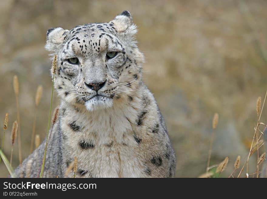 A snow leopard hiding in tall grass.