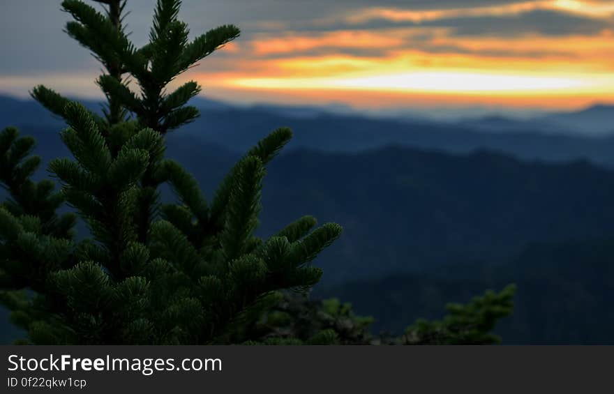 A close up of a conifer with a valley in the background at sunset. A close up of a conifer with a valley in the background at sunset.