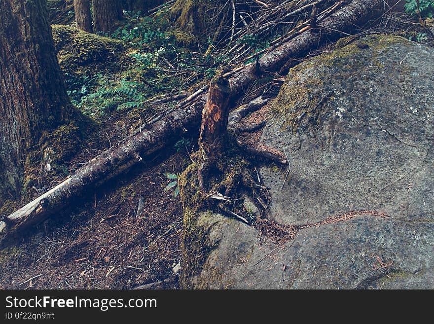 A view in deep forest with fallen trees. A view in deep forest with fallen trees.