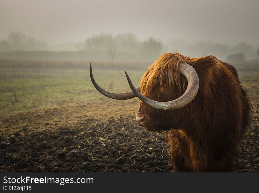 A Highland Cattle bull standing on misty field.