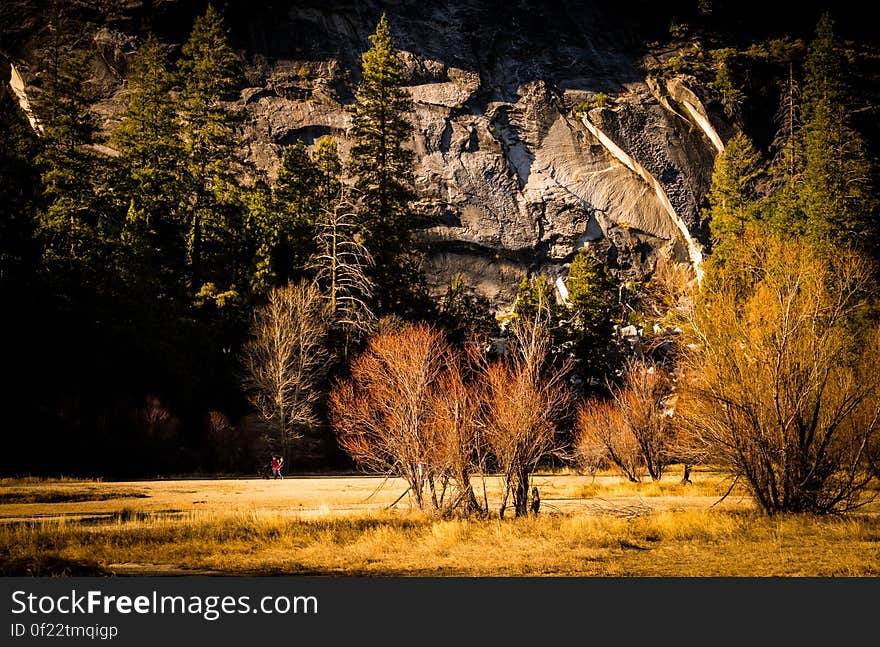 A forest meadow with mountains in the background.