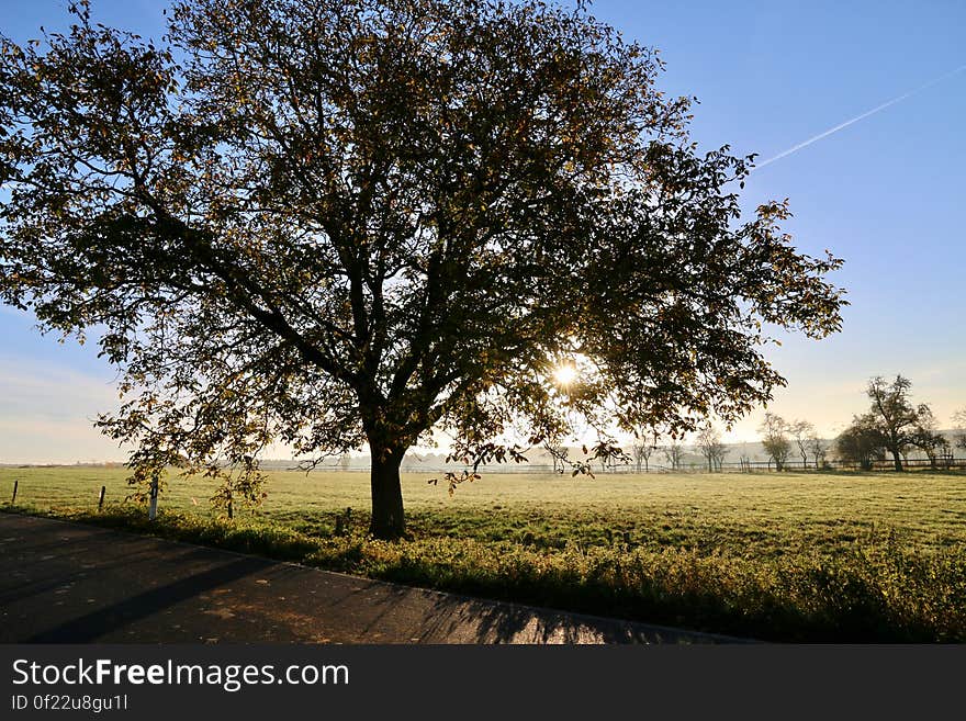 A tree standing on grassy field. A tree standing on grassy field.