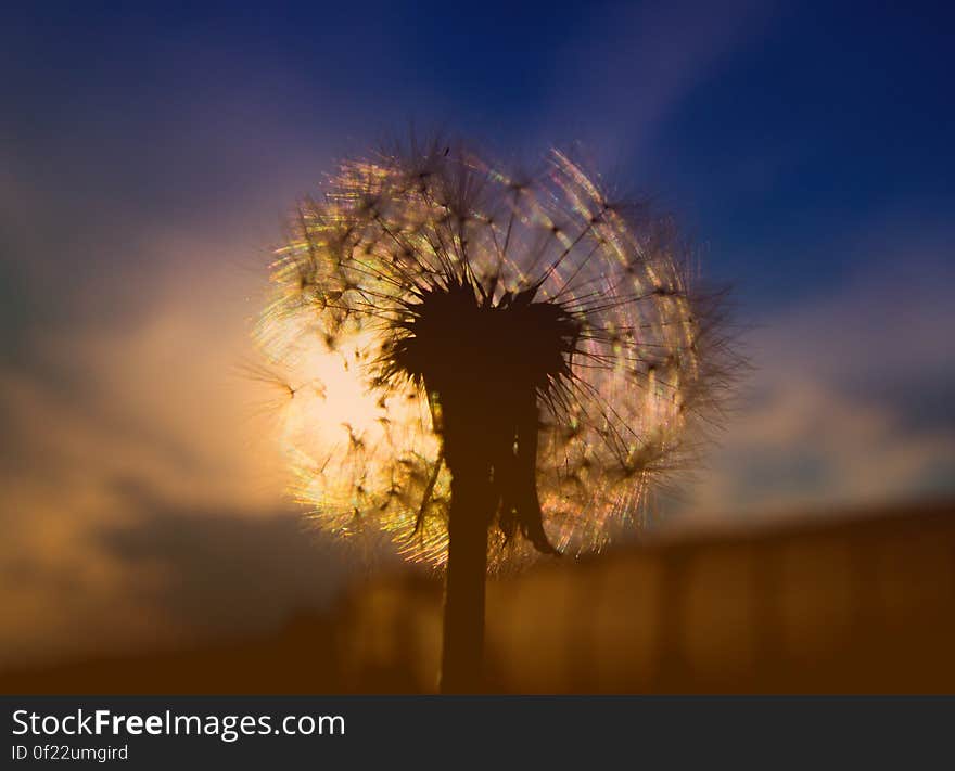 Dandelion 'clock' closeup with the sunrise behind it creating a yellow glow, blue sky above. Dandelion 'clock' closeup with the sunrise behind it creating a yellow glow, blue sky above.