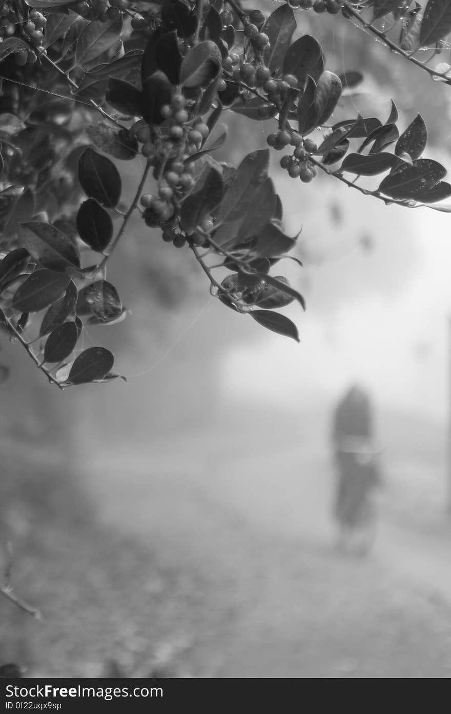 Berries and Leaf in Grayscale