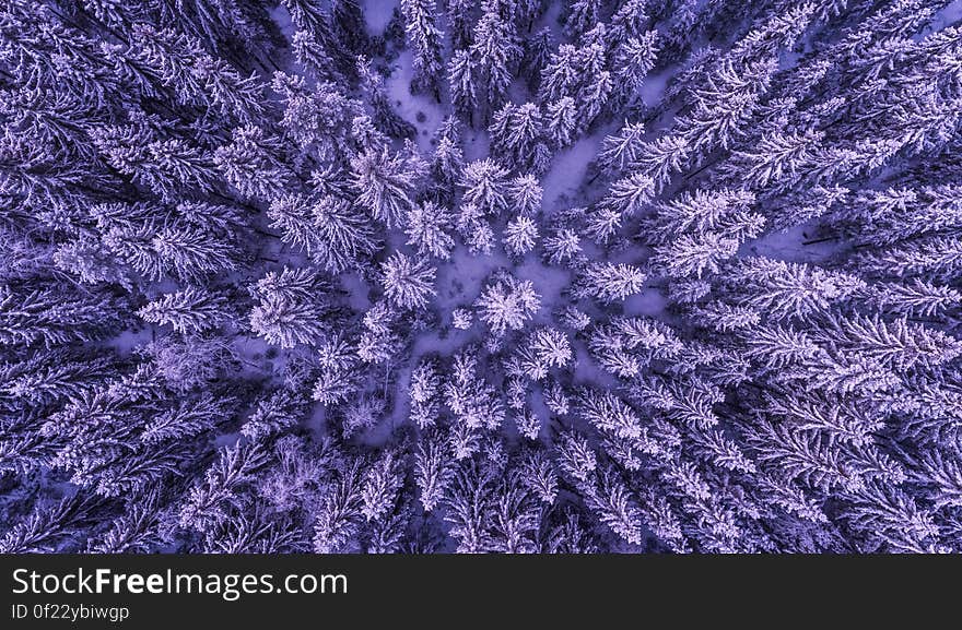 Full Frame Shot of Leaves