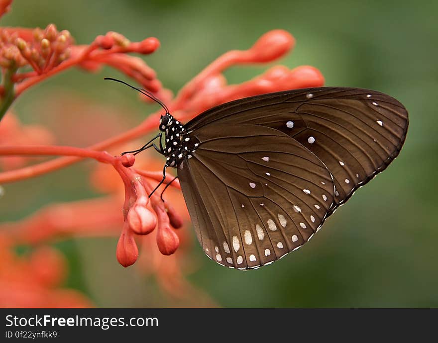 Black and White Butterfly on Red Flower