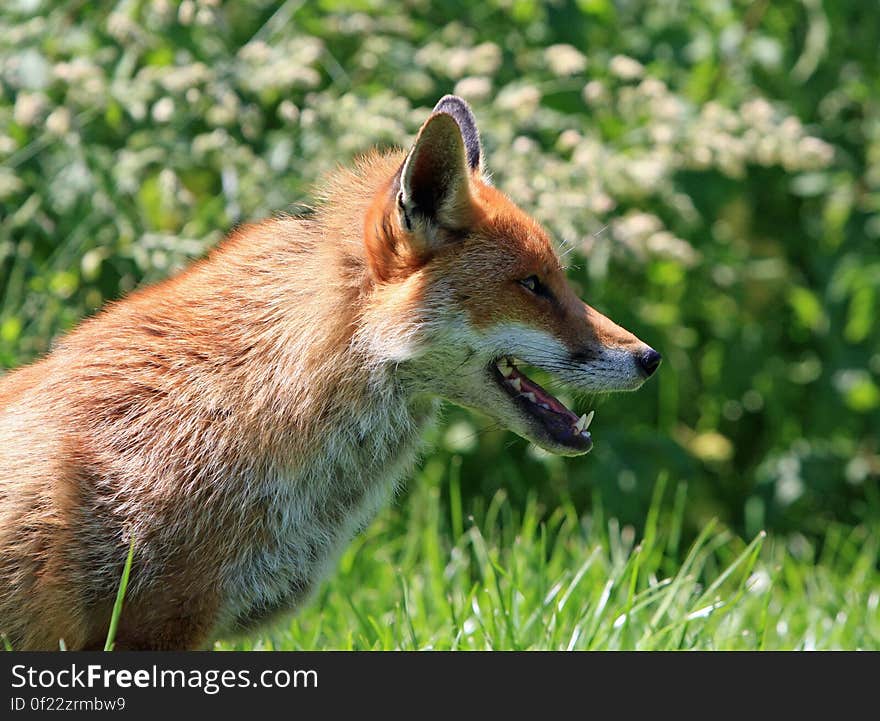 Brown Fox in Green Grass Field during Daytime