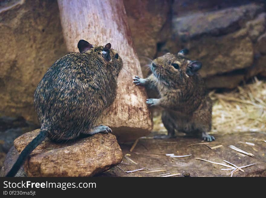 Two rats on rocks next to wooden branch.