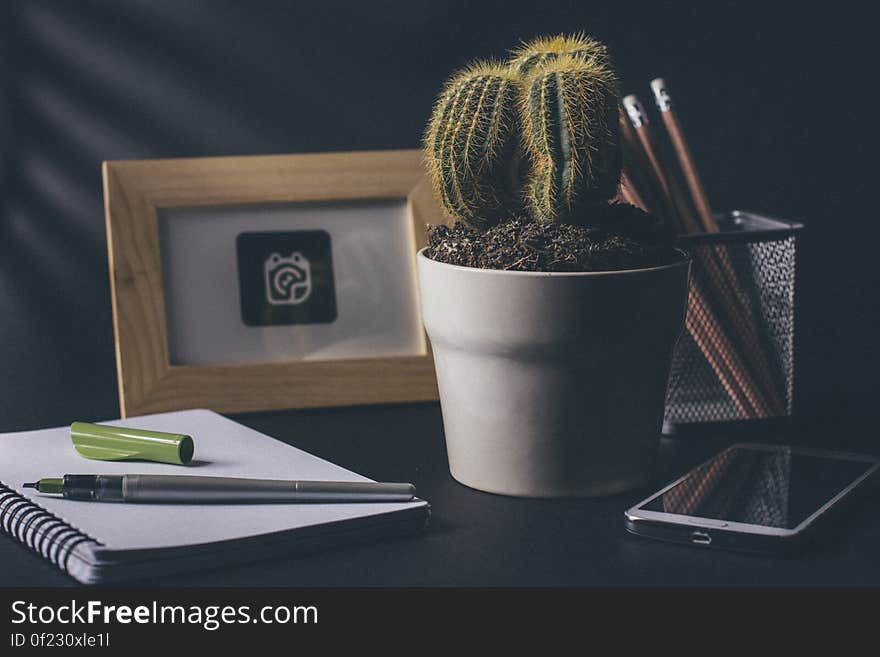 Green Cactus on White Ceramic Flower Pot