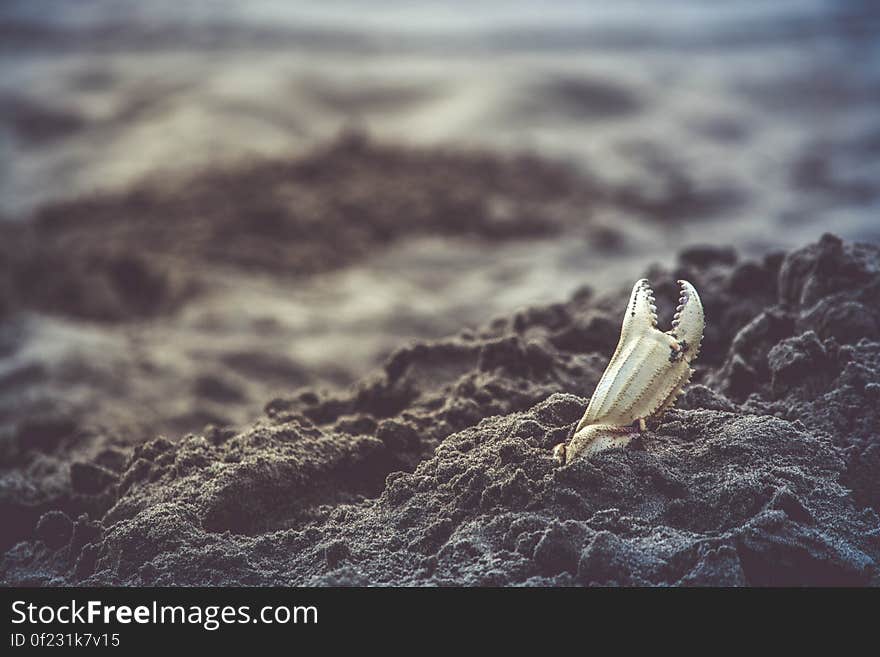 Single white crab claw partially buried on beach. Single white crab claw partially buried on beach.