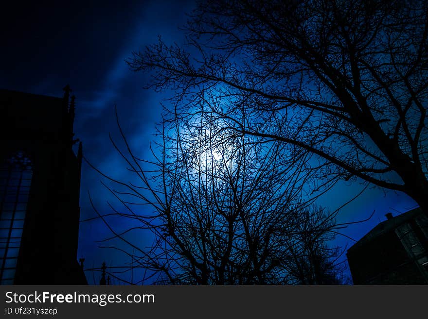 The moon in the sky behind the silhouettes of trees. The moon in the sky behind the silhouettes of trees.