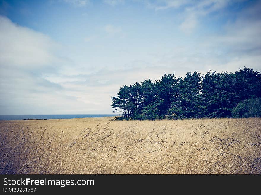 Fields of dry grass next to a seashore. Fields of dry grass next to a seashore.