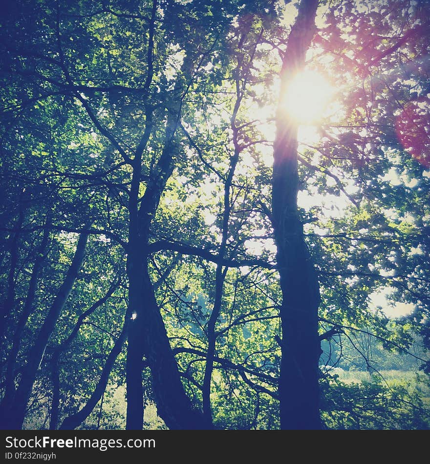 Sunlight streaming through branches of trees in the wood with grassy glade beyond. Sunlight streaming through branches of trees in the wood with grassy glade beyond.