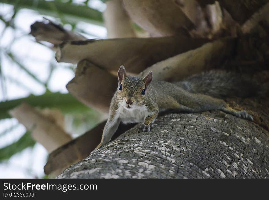 A squirrel climbing down a tree. A squirrel climbing down a tree.