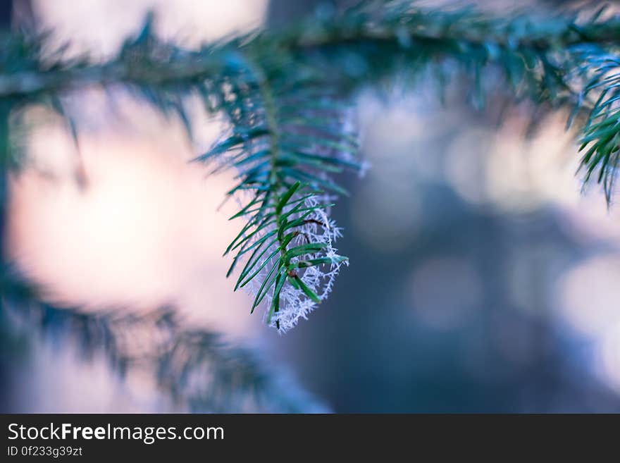 A close up of a conifer tree branch with frost on the needles. A close up of a conifer tree branch with frost on the needles.