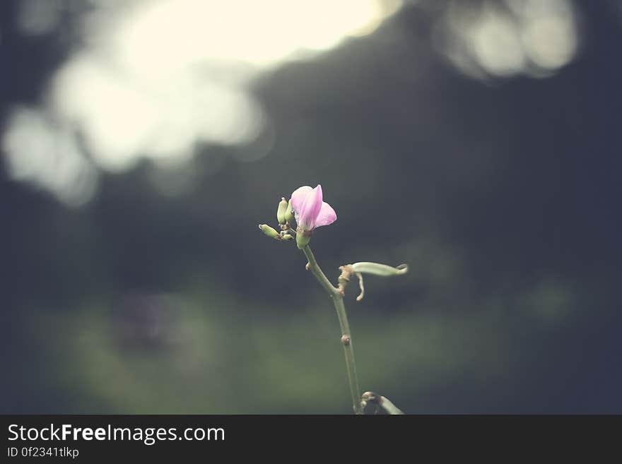 A budding red flower with blurred background. A budding red flower with blurred background.